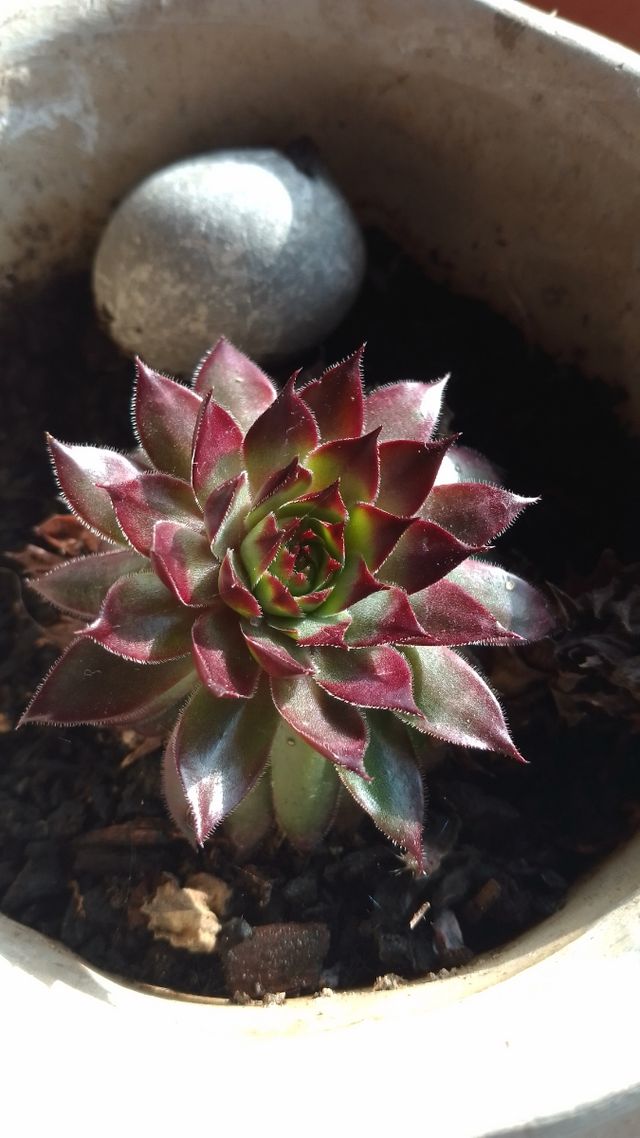 Boj natural, enraizado...