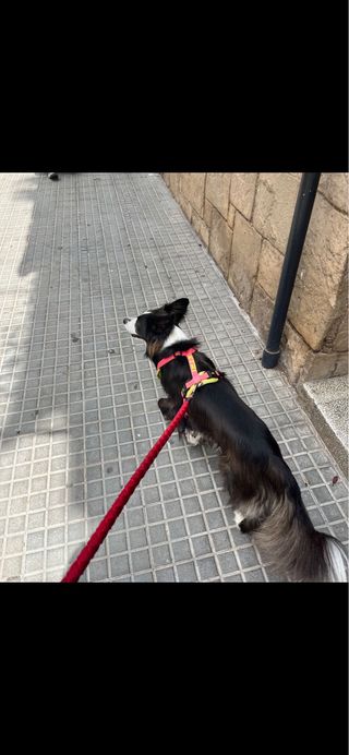 cuidador de perros 9€!