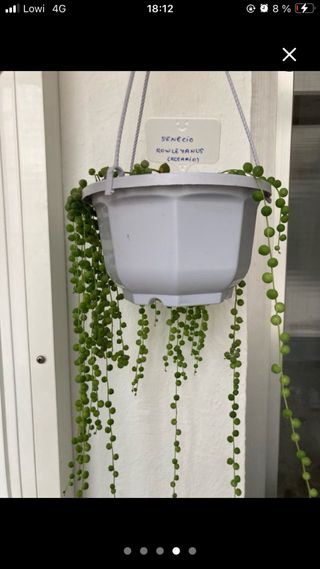 Esqueje planta colgante rosario senecio rowleyanus