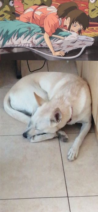 Cuidado + baño perros y mascotas MADRID