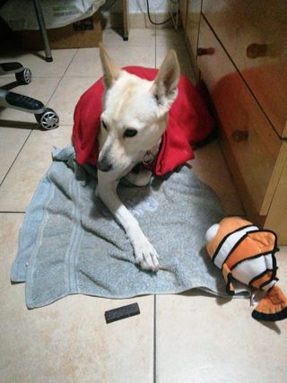 Cuidado + baño perros y mascotas MADRID