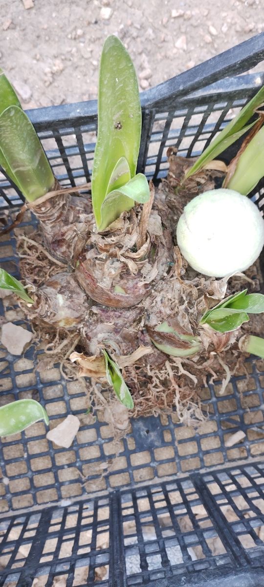 CEBOLLA DE FLORES ROJAS CON BLANCO