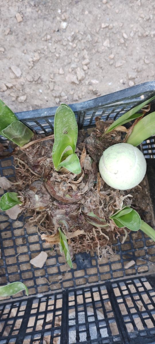CEBOLLA DE FLORES ROJAS CON BLANCO
