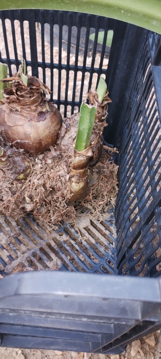 CEBOLLA DE FLORES ROJAS CON BLANCO