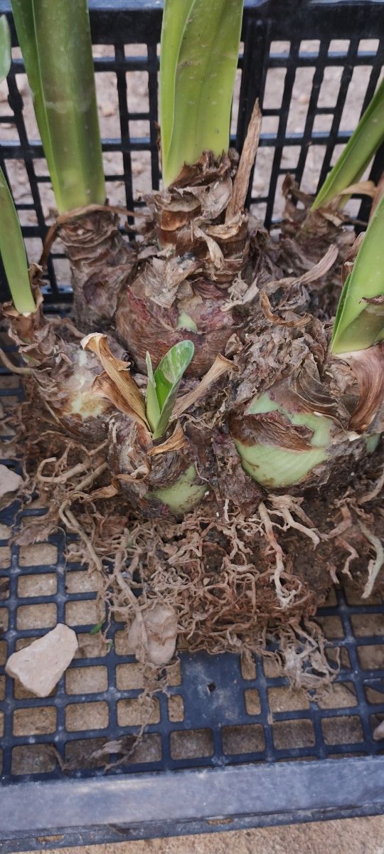 CEBOLLA DE FLORES ROJAS CON BLANCO