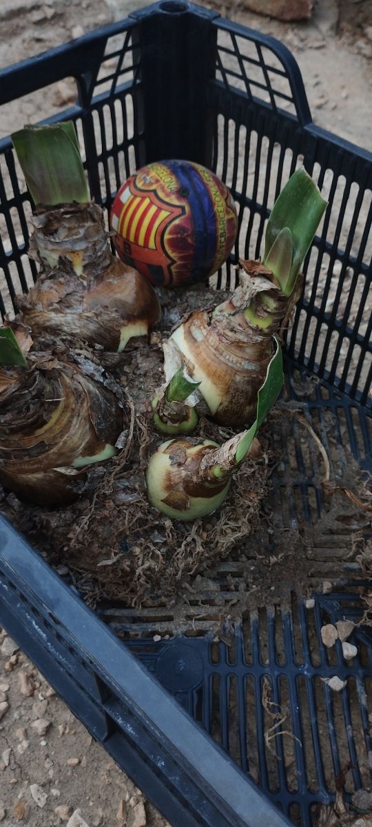 CEBOLLA DE FLORES ROJAS CON BLANCO