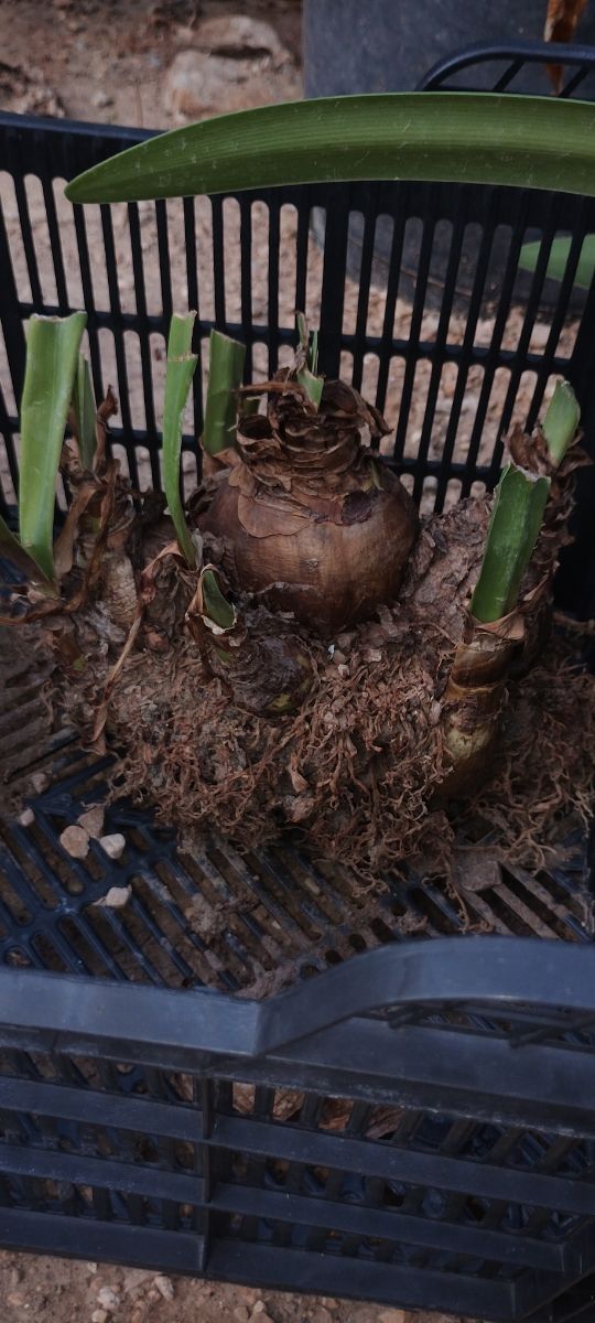 CEBOLLA DE FLORES ROJAS CON BLANCO