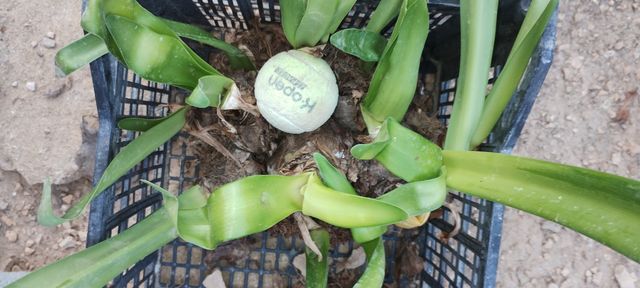 CEBOLLA DE FLORES ROJAS CON BLANCO