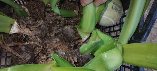 CEBOLLA DE FLORES ROJAS CON BLANCO