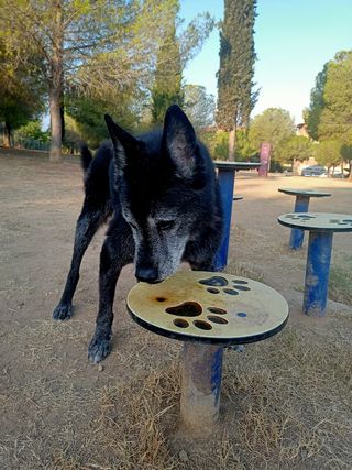 CUIDADORES DE PERROS 🐾