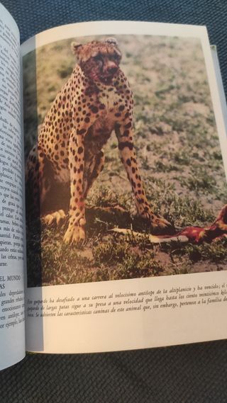 Libro cuentos Disney. El mundo de la naturaleza 