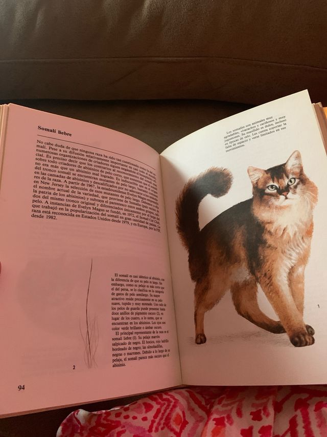 Libro Gatos