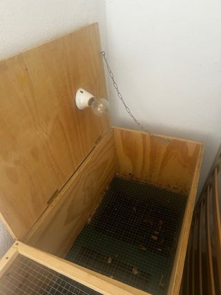 Criadora de pollos de suelo