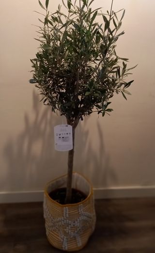 Olivo europeo natural