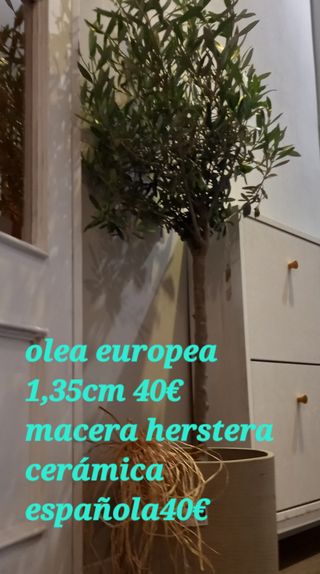 Olivo europeo natural