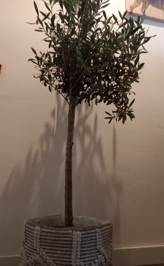 Olivo europeo natural