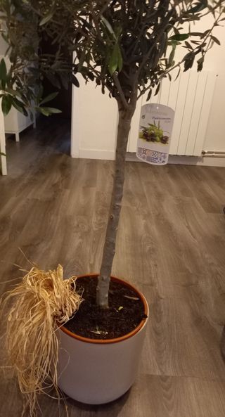 Olivo europeo natural