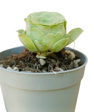 Greenovia aurea pianta grassa a forma di rosa