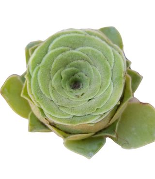 Greenovia aurea pianta grassa a forma di rosa