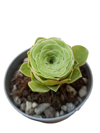 Greenovia aurea pianta grassa a forma di rosa