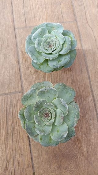 Greenovia aurea pianta grassa a forma di rosa