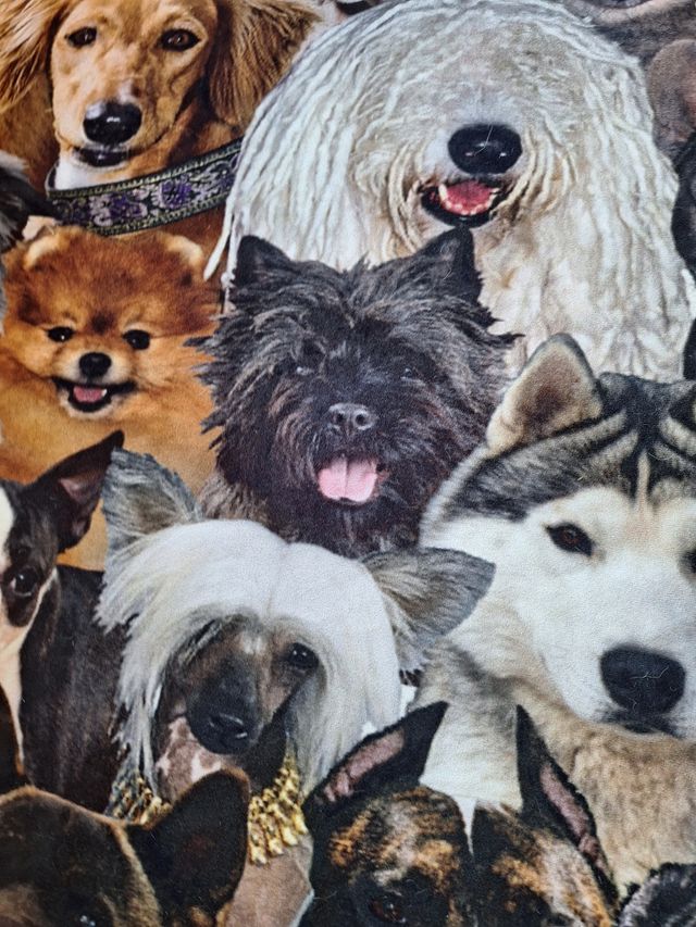 Manta cama dibujo perros 🐕