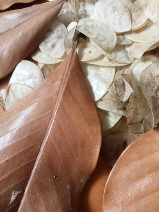 Foglie secche per decorazioni