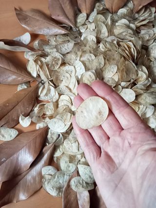 Foglie secche per decorazioni