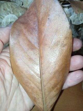 Foglie secche per decorazioni