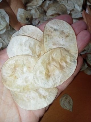 Foglie secche per decorazioni