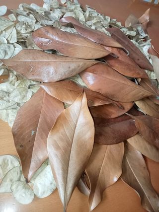 Foglie secche per decorazioni