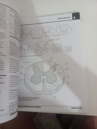Cuaderno de Anatomía NETTER NUEVO 