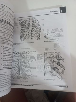 Cuaderno de Anatomía NETTER NUEVO 