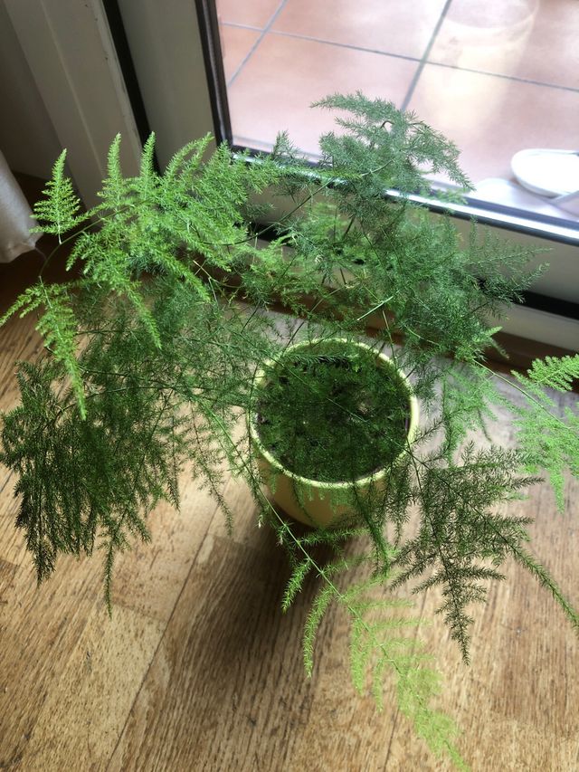 Planta verde joven esparaguerra