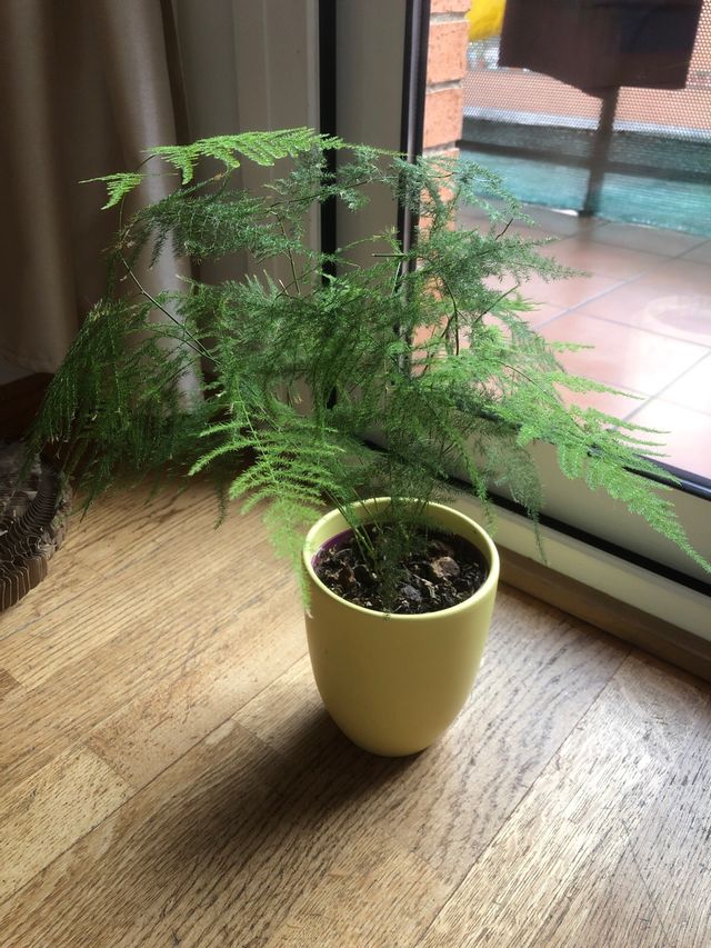 Planta verde joven esparaguerra