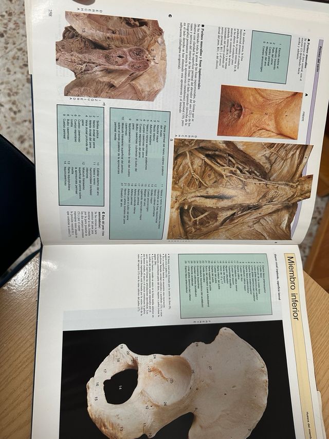 Atlas anatomía humana 2 libros