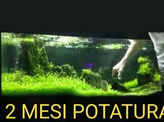 Semi pianta  acquatica  per acquario