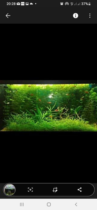 Semi pianta  acquatica  per acquario