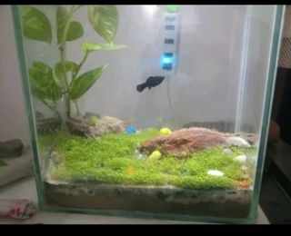 Semi pianta  acquatica  per acquario