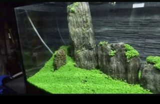 Semi pianta  acquatica  per acquario