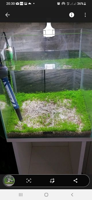 Semi pianta  acquatica  per acquario