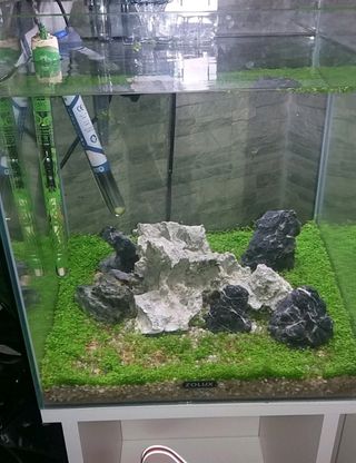 Semi pianta  acquatica  per acquario