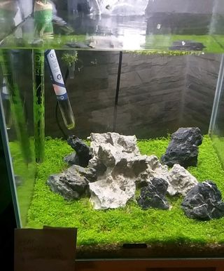 Semi pianta  acquatica  per acquario