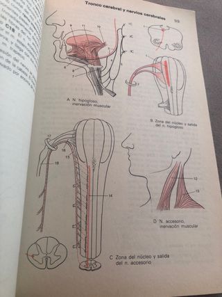 Atlas de Anatomia sistema nervioso y organos d....