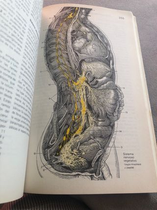 Atlas de Anatomia sistema nervioso y organos d....