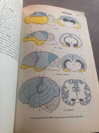 Atlas de Anatomia sistema nervioso y organos d....