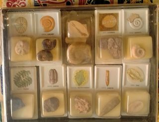 FOSSILI 27 pezzi in totale 