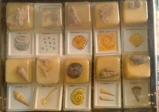 FOSSILI 27 pezzi in totale 