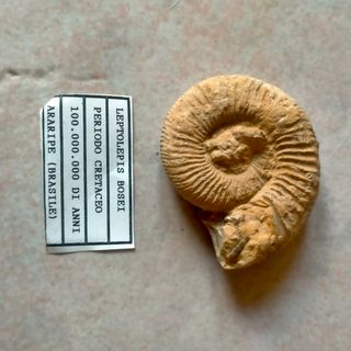 FOSSILI 27 pezzi in totale 