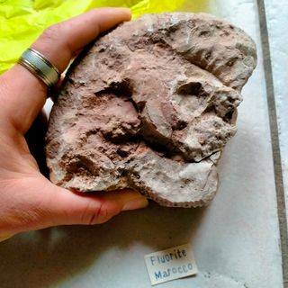 FOSSILI 27 pezzi in totale 